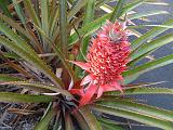 Ornamental pineapple 